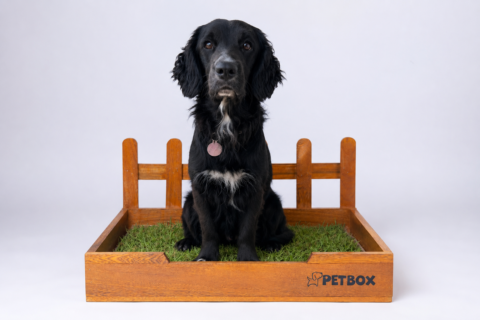 Mascota en PetBox con pasto natural