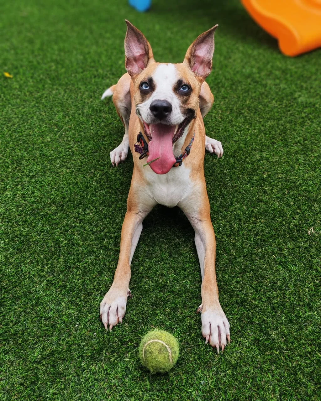 Perro feliz con su pelota en el patio