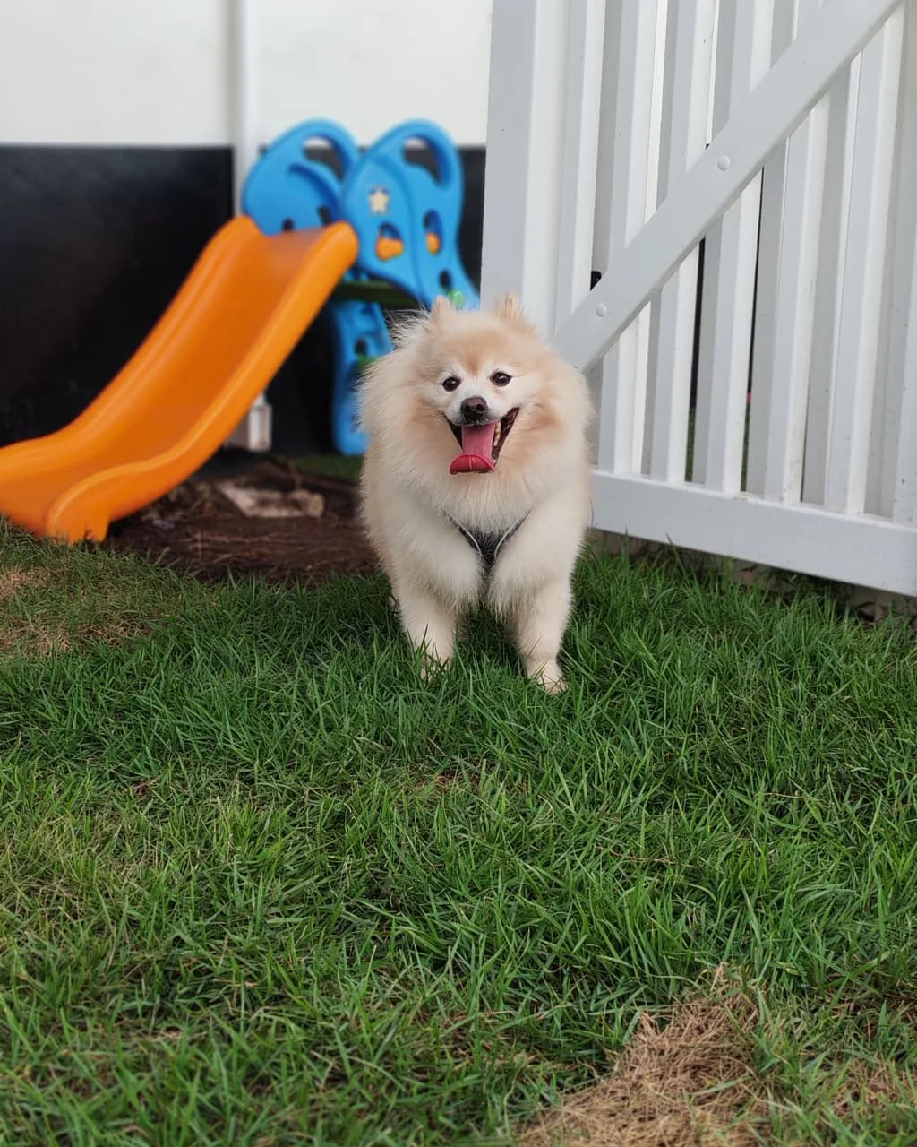 Pomerania sonriente junto a los juegos del patio